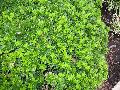 Littleaf Boxwood
